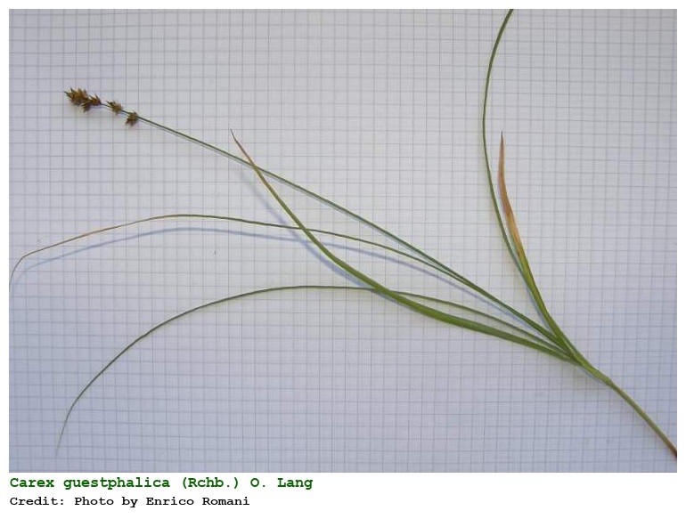 Carex guestphalica (Rchb.) O. Lang